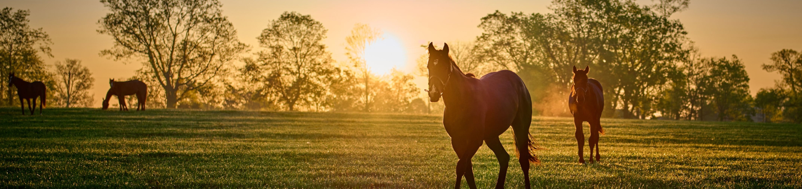 Bluegrass & Bourbon Trail - 10 Day Self Drive with flights